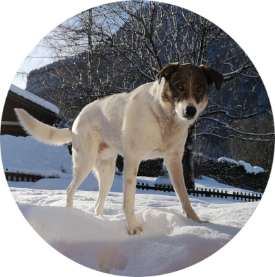 Django, die gute Seele im Büro